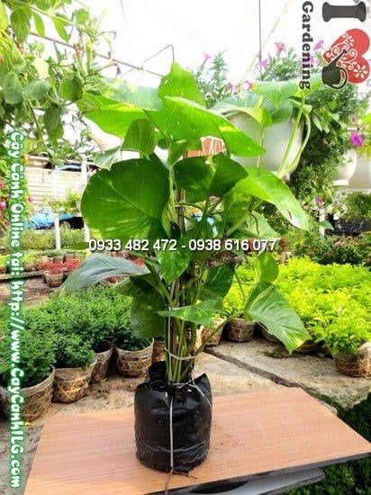 Cây Trầu Bà – Ý Nghĩa, Cách Chăm Sóc & Mua Bán Sỉ Lẻ Giá Tốt Tại TP.HCM