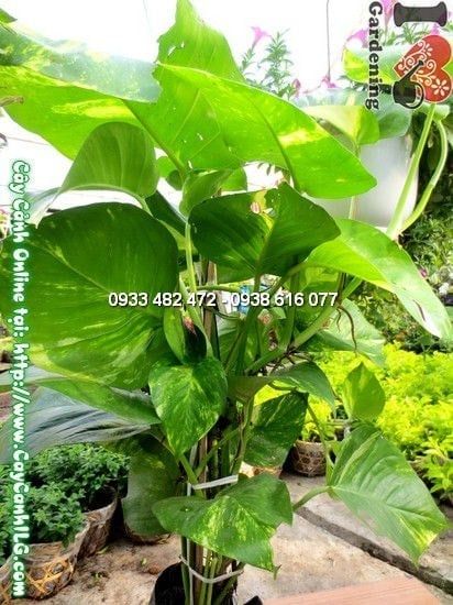 Cây Trầu Bà – Ý Nghĩa, Cách Chăm Sóc & Mua Bán Sỉ Lẻ Giá Tốt Tại TP.HCM
