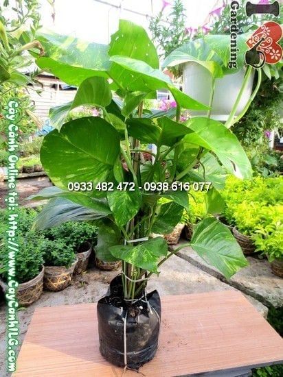 Cây Trầu Bà – Ý Nghĩa, Cách Chăm Sóc & Mua Bán Sỉ Lẻ Giá Tốt Tại TP.HCM