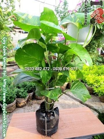 Cây Trầu Bà – Ý Nghĩa, Cách Chăm Sóc & Mua Bán Sỉ Lẻ Giá Tốt Tại TP.HCM