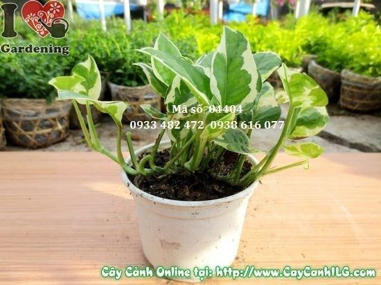 Cây Trầu Bà Cẩm Thạch – Ý Nghĩa, Cách Chăm Sóc & Mua Bán Sỉ Lẻ Giá Tốt Tại TP.HCM