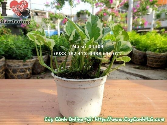 Cây Trầu Bà Cẩm Thạch – Ý Nghĩa, Cách Chăm Sóc & Mua Bán Sỉ Lẻ Giá Tốt Tại TP.HCM
