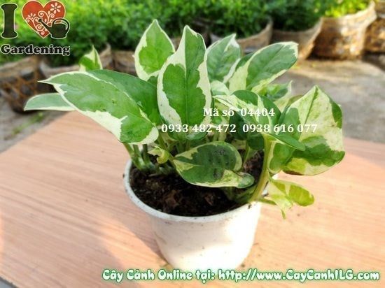 Cây Trầu Bà Cẩm Thạch – Ý Nghĩa, Cách Chăm Sóc & Mua Bán Sỉ Lẻ Giá Tốt Tại TP.HCM