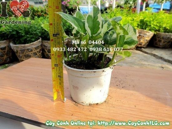 Cây Trầu Bà Cẩm Thạch – Ý Nghĩa, Cách Chăm Sóc & Mua Bán Sỉ Lẻ Giá Tốt Tại TP.HCM