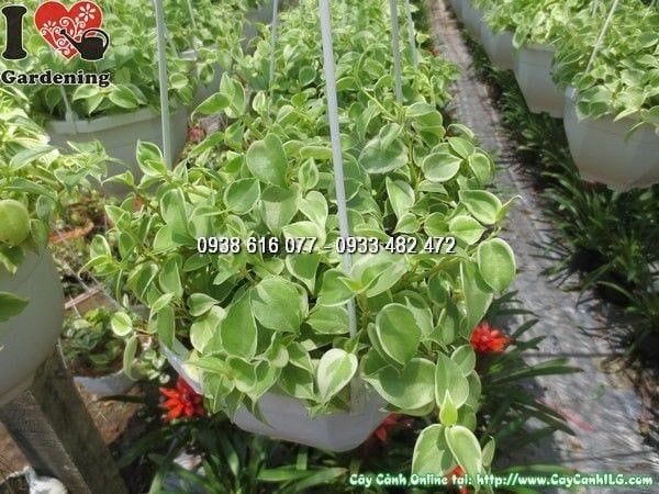 Cây Trầu Bà Cẩm Thạch – Ý Nghĩa, Cách Chăm Sóc & Mua Bán Sỉ Lẻ Giá Tốt Tại TP.HCM