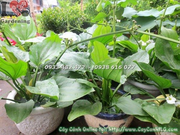 Cây Trầu Bà Nước – Ý Nghĩa, Cách Chăm Sóc & Mua Bán Sỉ Lẻ Giá Tốt Tại TP.HCM