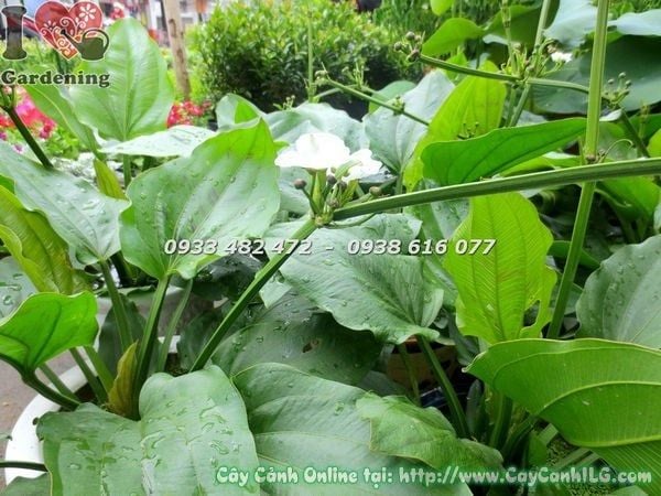 Cây Trầu Bà Nước – Ý Nghĩa, Cách Chăm Sóc & Mua Bán Sỉ Lẻ Giá Tốt Tại TP.HCM