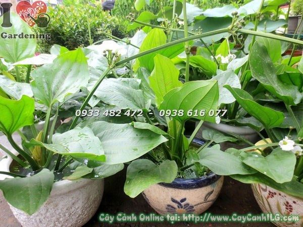 Cây Trầu Bà Nước – Ý Nghĩa, Cách Chăm Sóc & Mua Bán Sỉ Lẻ Giá Tốt Tại TP.HCM