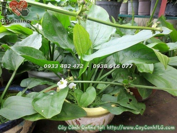 Cây Trầu Bà Nước – Ý Nghĩa, Cách Chăm Sóc & Mua Bán Sỉ Lẻ Giá Tốt Tại TP.HCM
