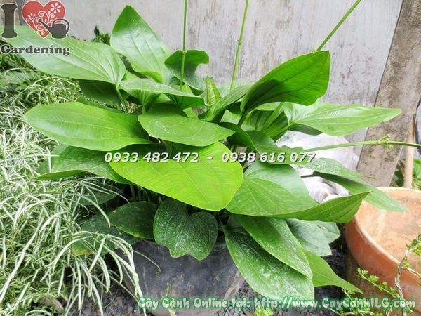 Cây Trầu Bà Nước – Ý Nghĩa, Cách Chăm Sóc & Mua Bán Sỉ Lẻ Giá Tốt Tại TP.HCM