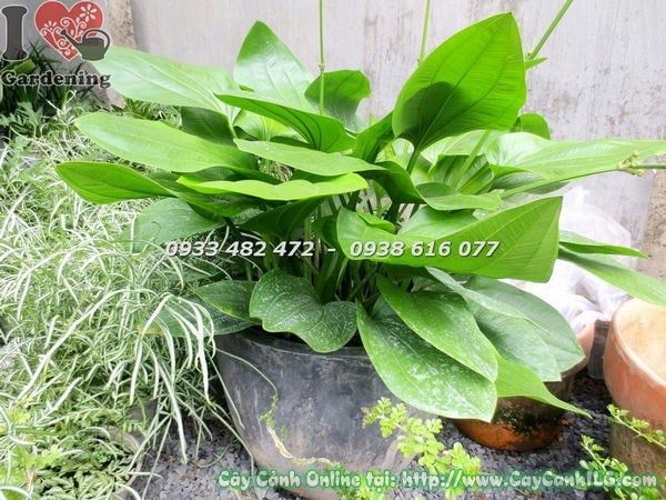 Cây Trầu Bà Nước – Ý Nghĩa, Cách Chăm Sóc & Mua Bán Sỉ Lẻ Giá Tốt Tại TP.HCM