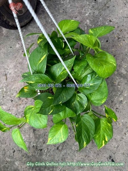 Cây Trầu Bà Ta Chậu Treo