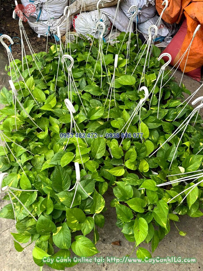 Cây trầu bà ta chậu treo trang trí ban công quán cà phê