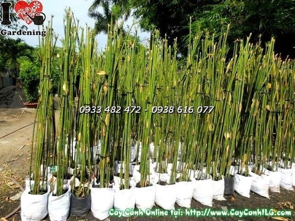 Cây Trúc Cần Câu – Ý Nghĩa, Cách Chăm Sóc & Mua Bán Sỉ Lẻ Giá Tốt Tại TP.HCM