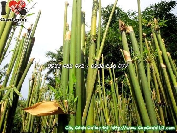 Cây Trúc Cần Câu – Ý Nghĩa, Cách Chăm Sóc & Mua Bán Sỉ Lẻ Giá Tốt Tại TP.HCM