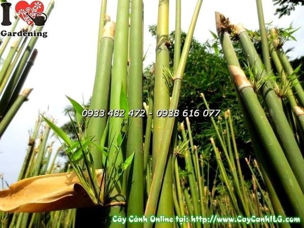 Cây Trúc Cần Câu – Ý Nghĩa, Cách Chăm Sóc & Mua Bán Sỉ Lẻ Giá Tốt Tại TP.HCM