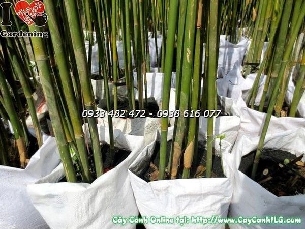 Cây Trúc Cần Câu – Ý Nghĩa, Cách Chăm Sóc & Mua Bán Sỉ Lẻ Giá Tốt Tại TP.HCM