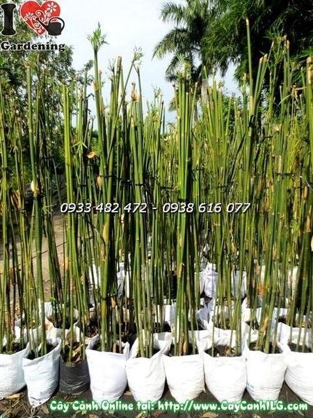 Cây Trúc Cần Câu – Ý Nghĩa, Cách Chăm Sóc & Mua Bán Sỉ Lẻ Giá Tốt Tại TP.HCM