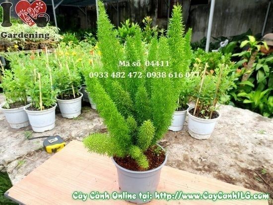 Cây Trúc Đuôi Chồn – Ý Nghĩa, Cách Chăm Sóc & Mua Bán Sỉ Lẻ Giá Tốt Tại TP.HCM