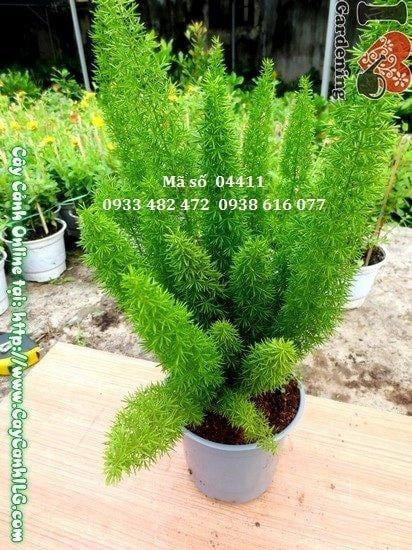 Cây Trúc Đuôi Chồn – Ý Nghĩa, Cách Chăm Sóc & Mua Bán Sỉ Lẻ Giá Tốt Tại TP.HCM