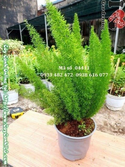 Cây Trúc Đuôi Chồn – Ý Nghĩa, Cách Chăm Sóc & Mua Bán Sỉ Lẻ Giá Tốt Tại TP.HCM
