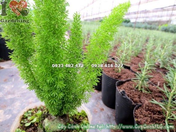 Cây Trúc Đuôi Chồn – Ý Nghĩa, Cách Chăm Sóc & Mua Bán Sỉ Lẻ Giá Tốt Tại TP.HCM