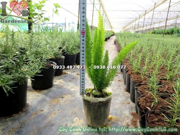 Cây Trúc Đuôi Chồn – Ý Nghĩa, Cách Chăm Sóc & Mua Bán Sỉ Lẻ Giá Tốt Tại TP.HCM