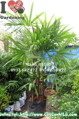 Cây Trúc Mây – Ý Nghĩa, Cách Chăm Sóc & Mua Bán Sỉ Lẻ Giá Tốt Tại TP.HCM