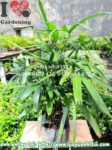 Cây Trúc Mây – Ý Nghĩa, Cách Chăm Sóc & Mua Bán Sỉ Lẻ Giá Tốt Tại TP.HCM