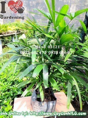 Cây Trúc Mây – Ý Nghĩa, Cách Chăm Sóc & Mua Bán Sỉ Lẻ Giá Tốt Tại TP.HCM