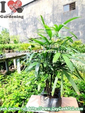 Cây Trúc Mây – Ý Nghĩa, Cách Chăm Sóc & Mua Bán Sỉ Lẻ Giá Tốt Tại TP.HCM