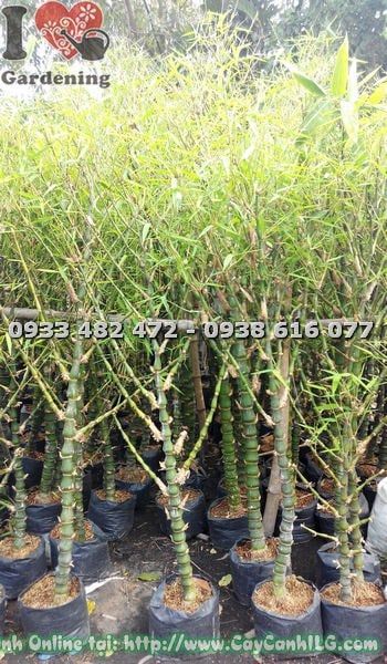 Cây Trúc Quan Âm – Ý Nghĩa, Cách Chăm Sóc & Mua Bán Sỉ Lẻ Giá Tốt Tại TP.HCM