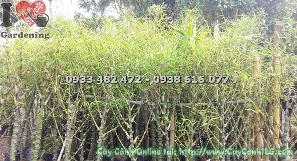 Cây Trúc Quan Âm – Ý Nghĩa, Cách Chăm Sóc & Mua Bán Sỉ Lẻ Giá Tốt Tại TP.HCM