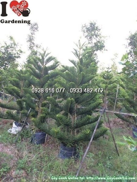 Cây Tùng Bách – Ý Nghĩa, Cách Chăm Sóc & Mua Bán Sỉ Lẻ Giá Tốt Tại TP.HCM