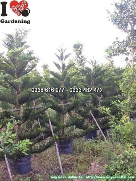 Cây Tùng Bách – Ý Nghĩa, Cách Chăm Sóc & Mua Bán Sỉ Lẻ Giá Tốt Tại TP.HCM