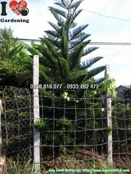 Cây Tùng Bách – Ý Nghĩa, Cách Chăm Sóc & Mua Bán Sỉ Lẻ Giá Tốt Tại TP.HCM