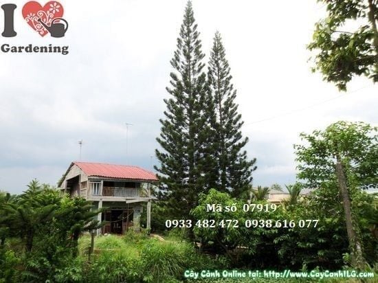 Cây Tùng Bách – Ý Nghĩa, Cách Chăm Sóc & Mua Bán Sỉ Lẻ Giá Tốt Tại TP.HCM