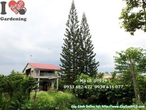 Cây Tùng Bách – Ý Nghĩa, Cách Chăm Sóc & Mua Bán Sỉ Lẻ Giá Tốt Tại TP.HCM