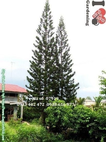 Cây Tùng Bách – Ý Nghĩa, Cách Chăm Sóc & Mua Bán Sỉ Lẻ Giá Tốt Tại TP.HCM