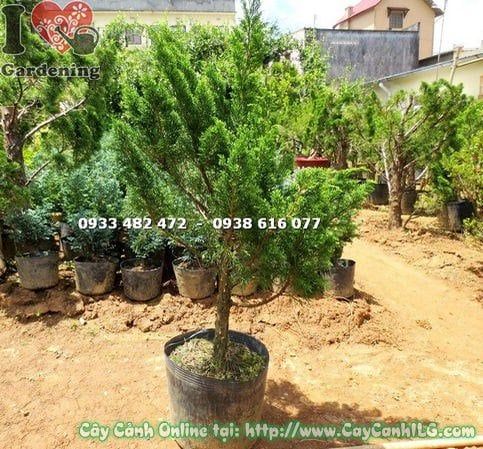 Cây Tùng Búp – Ý Nghĩa, Cách Chăm Sóc & Mua Bán Sỉ Lẻ Giá Tốt Tại TP.HCM