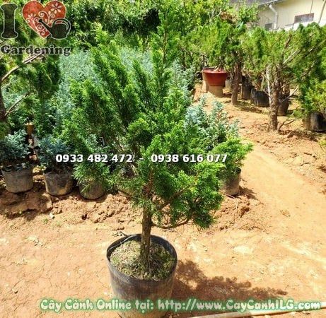 Cây Tùng Búp – Ý Nghĩa, Cách Chăm Sóc & Mua Bán Sỉ Lẻ Giá Tốt Tại TP.HCM