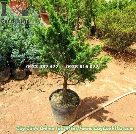 Cây Tùng Búp – Ý Nghĩa, Cách Chăm Sóc & Mua Bán Sỉ Lẻ Giá Tốt Tại TP.HCM