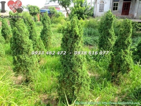 Cây Tùng Búp – Ý Nghĩa, Cách Chăm Sóc & Mua Bán Sỉ Lẻ Giá Tốt Tại TP.HCM