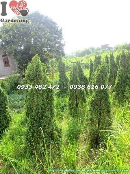 Cây Tùng Búp – Ý Nghĩa, Cách Chăm Sóc & Mua Bán Sỉ Lẻ Giá Tốt Tại TP.HCM