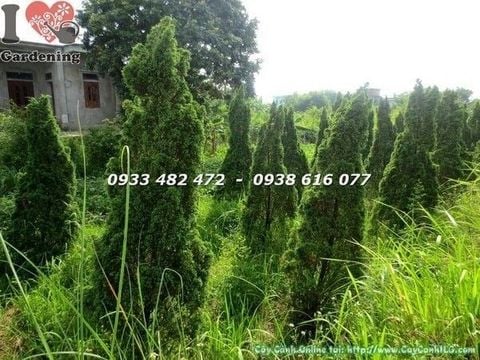 Cây Tùng Búp – Ý Nghĩa, Cách Chăm Sóc & Mua Bán Sỉ Lẻ Giá Tốt Tại TP.HCM