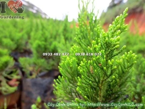 Cây Tùng Cối – Ý Nghĩa, Cách Chăm Sóc & Mua Bán Sỉ Lẻ Giá Tốt Tại TP.HCM