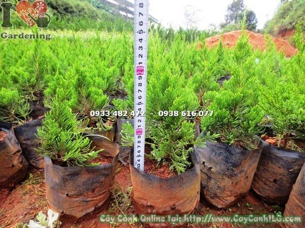 Cây Tùng Cối – Ý Nghĩa, Cách Chăm Sóc & Mua Bán Sỉ Lẻ Giá Tốt Tại TP.HCM