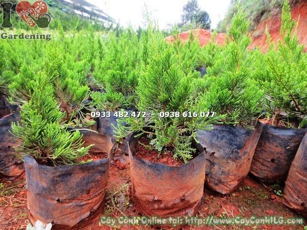 Cây Tùng Cối – Ý Nghĩa, Cách Chăm Sóc & Mua Bán Sỉ Lẻ Giá Tốt Tại TP.HCM