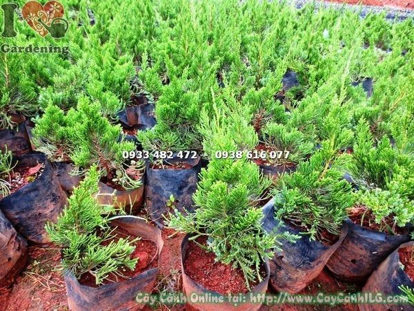 Cây Tùng Cối – Ý Nghĩa, Cách Chăm Sóc & Mua Bán Sỉ Lẻ Giá Tốt Tại TP.HCM