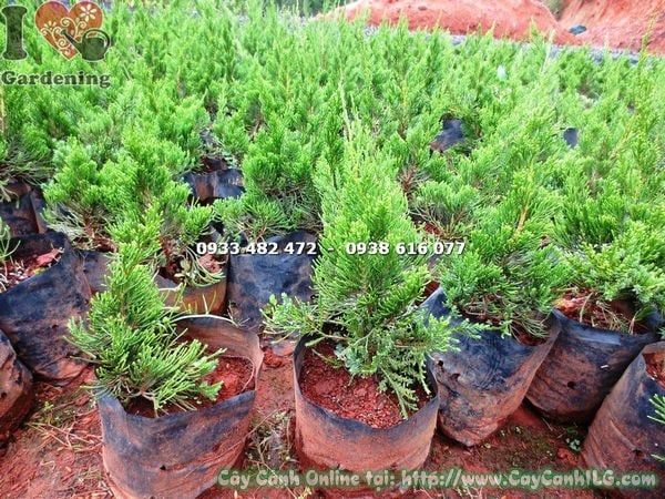 Cây Tùng Cối – Ý Nghĩa, Cách Chăm Sóc & Mua Bán Sỉ Lẻ Giá Tốt Tại TP.HCM